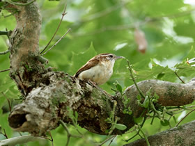Carolina Wren