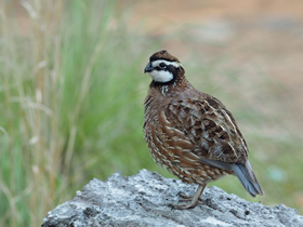Bobwhite Quail