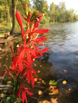 Lobellia Cardinal (Cardinal Flower)