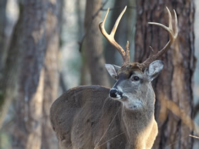 Whitetail Buck