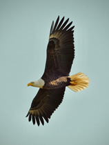 Eagle Flying