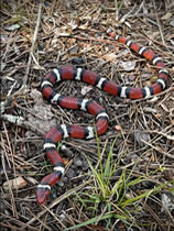 Scarlet Kingsnake