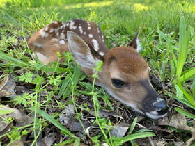 Whitetail Fawnr- photo 2020
