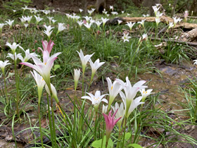 Atamasco Lilies