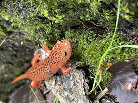 Red Salamander
