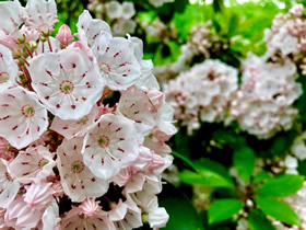 Mountain Laurel (blooms June-July