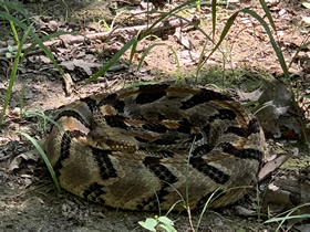 Timber Rattlesnake