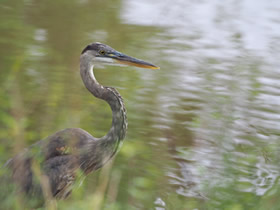 Great Blue Heron