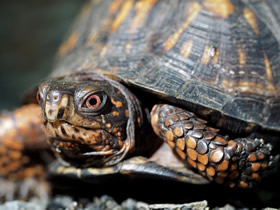 Eastern Box Turtle