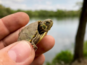 Yellow Bellied Slider Hatchling
